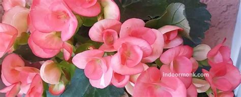 The Elatior Begonia Complete Care Guide - Indoor Monk