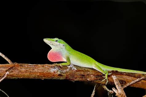 Anoles Breeding Guide & Information » Petsoid