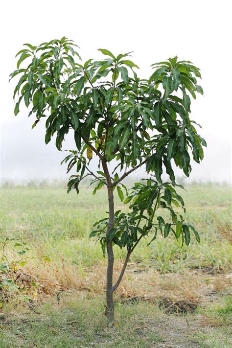 Small Mango Tree, Mango Seedlings, Mango Tree in Farm Stock Image ...