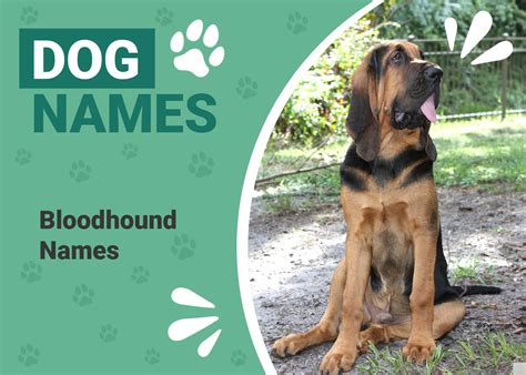 150+ Bloodhound Names That Are Brilliant and Unique – Dogster