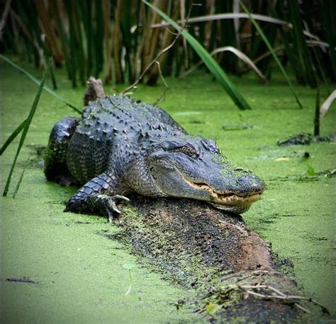 Alligator in Okefenokee Swamp, Georgia, USA by Thorsten Nolting | Georgia | Pinterest | Beauty ...