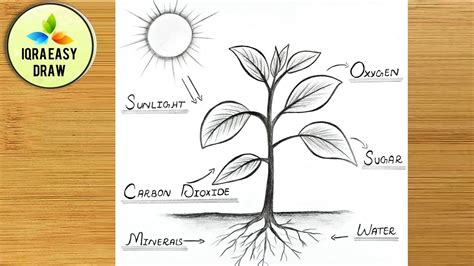 Photosynthesis process of Plant Diagram Drawing Easy | How to Draw ...