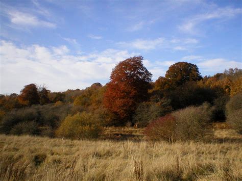 Autumn in Savernake Forest © Des Blenkinsopp :: Geograph Britain and Ireland