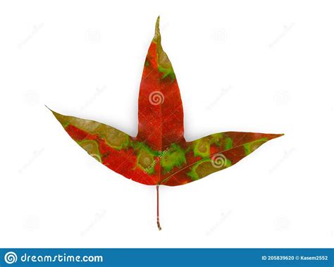 Natural Variegated Maple Foliage on Isolated White Background with ...