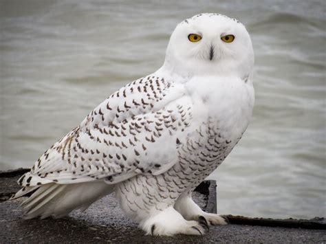 Big winter for Snowy Owls unlikely, expert says - BirdWatching | Snowy ...