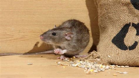 How to Get Rid of Roof Rats in Arizona: Expert Tips!