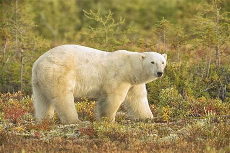 The rich wildlife of Hudson Bay - Churchill Wild Polar Bear Tours