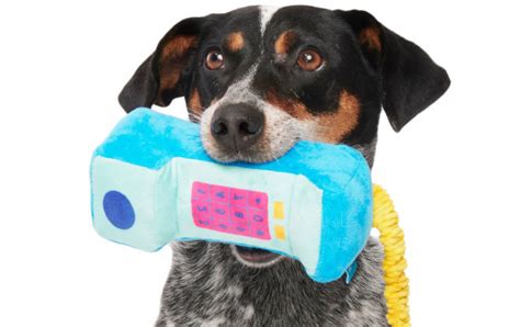 BarkBox - The Monthly Dog Toy and Treat Box