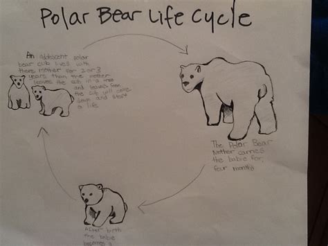 life cycle - The polar bear by Jordan and Sophia