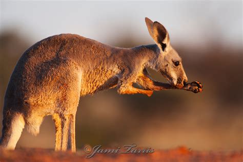 Kangaroos: Kangaroo Adaptations