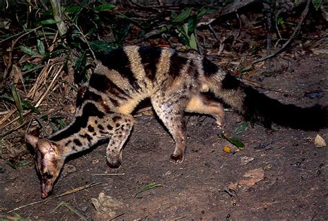 Hidupan Liar RER: Musang Belang