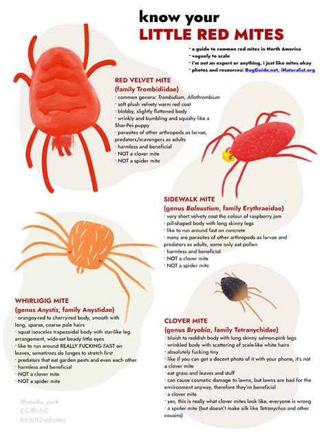 Know Your Little Red Mites: A Guide – Neville Park