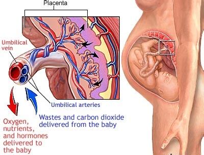 In the human umbilical cord, are there 2 arteries and 1 vein, or 2 ...