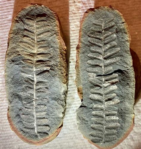 Plant fossils from Indiana coal mine nodules, Pennsylvanian age 300 Mya ...