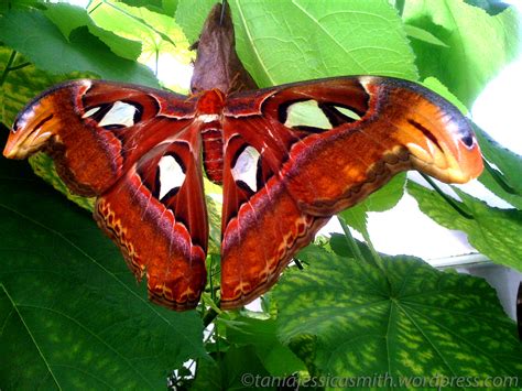 Giant Atlas Moth | taniajessicasmith