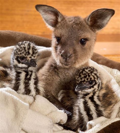 Cuteness overload: Adorable pictures show what happens when baby kangaroo and newborn emu chicks ...