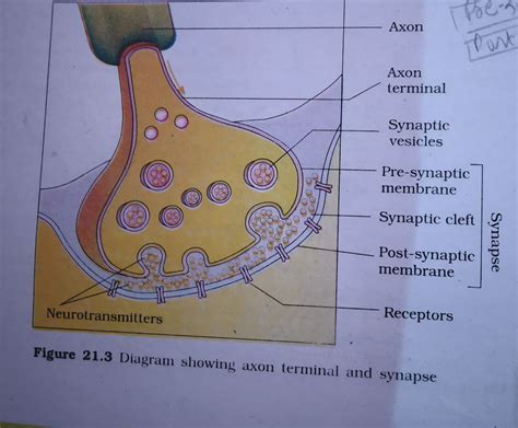 Explain the process of the transport and release of a neurotransmitter with help labelled ...