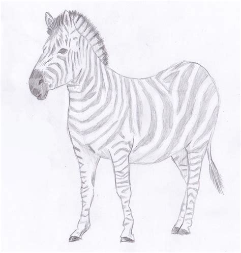 Zebra Pencil Drawing - bestpencildrawing