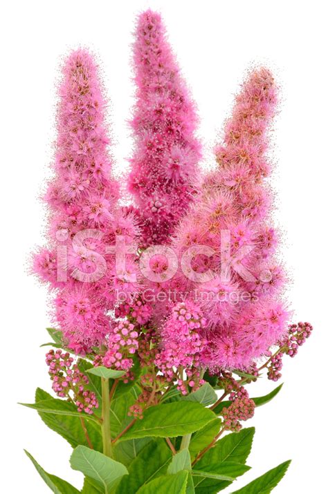 Bouquet Of Astilbe Flowers Stock Photo | Royalty-Free | FreeImages