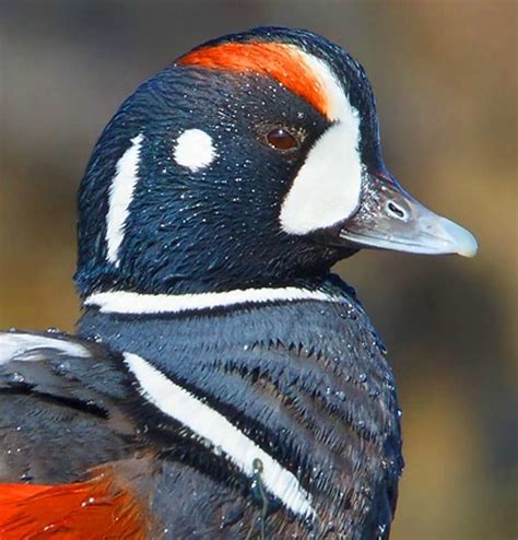 Harlequin Duck male | Ducklings, Waterfowl, Animals