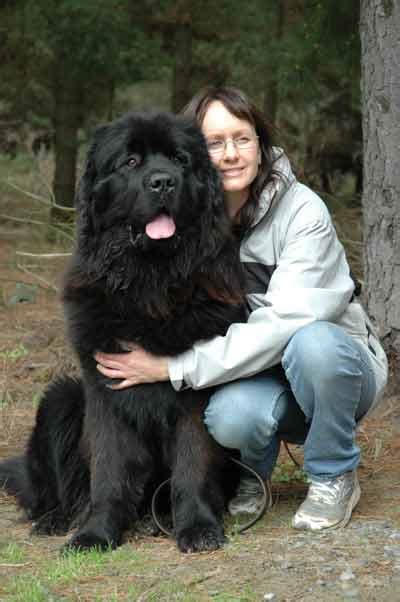 Newfoundland Dog Size | [#] Lunawsome