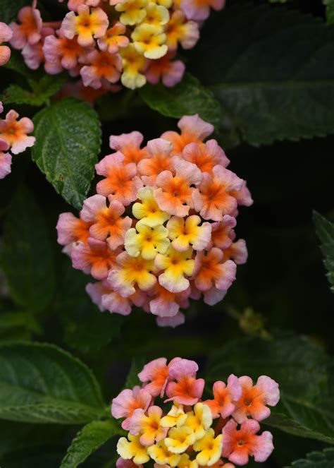 Lantana Pictures - National Garden Bureau