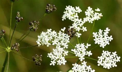 Anise - Side Effects and Health Benefits