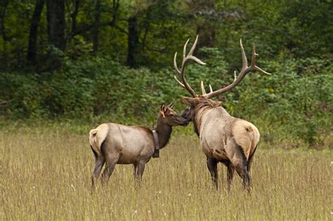 Why Are Yellowstone's Elk Disappearing? | Discover Magazine