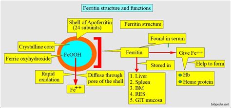 Ferritin (serum Ferritin Level) - Labpedia.net