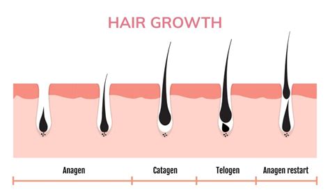 Hair Follicle Icon Vector Images (over 4,200)