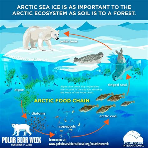 Pin by Trevor Delagey on Luke | Polar bear food, Polar bear food chain, Arctic sea