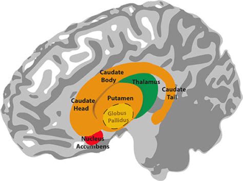 Basal Ganglia: Definition, Function, Location & Anatomy - SelfHacked