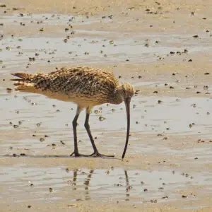 Far Eastern curlew - Facts, Diet, Habitat & Pictures on Animalia.bio