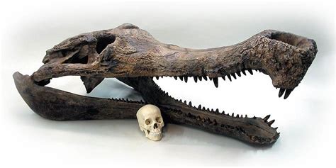 Sarcosuchus – SuperCroc | DinoAnimals.com