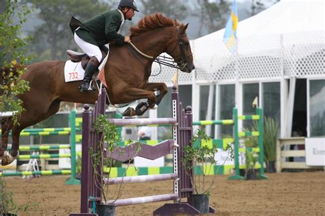 Chestnut Warmblood Show Jumping at Pebble Beach by HorseStockPhotos on ...