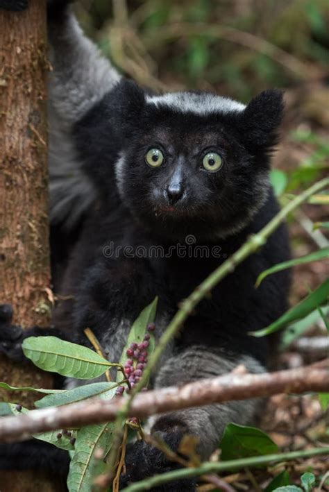 Indri Lemur in Its Natural Habitat , the Rainforest in Madagascar Stock Photo - Image of ...