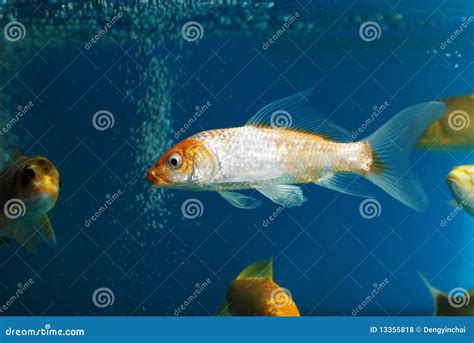 The Golden Fish in Aquarium Stock Photo - Image of aquaculture, ornamental: 13355818