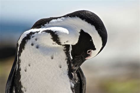 Playful Penguins on Boulders Beach – The Five Foot Traveler