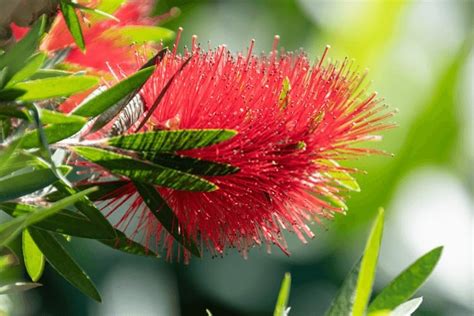 How to Grow and Care for Bottle Brush Tree (Callistemon)