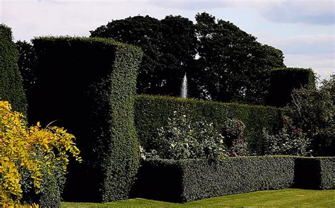 Best Yew Hedging Plants for Screens, Hedges & Backdrops! - Passionate Gardeners