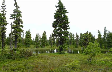 Plants of Forbidden Plateau - Comox Valley NatureComox Valley Nature