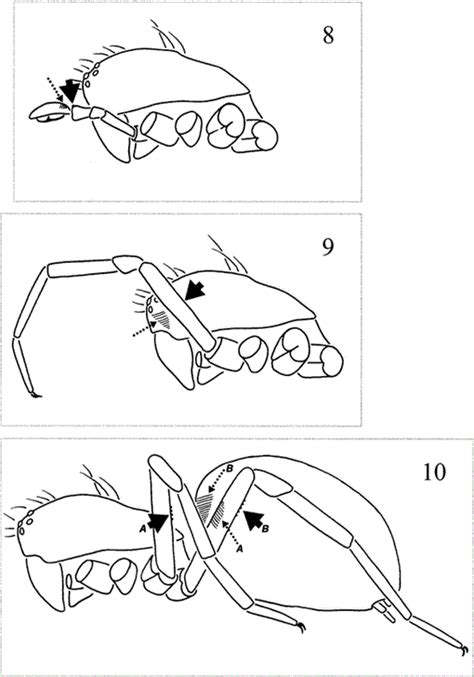 SIX STRIDULATING ORGANS ON ONE SPIDER (ARANEAE, ZODARIIDAE): IS THIS ...