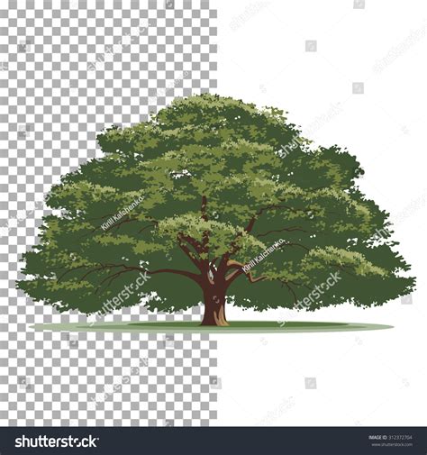 Oak Tree Isolated Vector Tree On Stock Vector (Royalty Free) 312372704 | Shutterstock