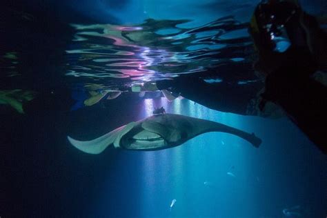 Manta Ray Night Snorkel Tour vanuit Kona aangeboden door Fair Wind Big Island Ocean Guides ...