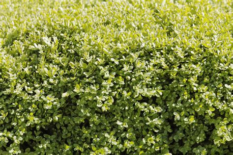 How to Grow Boxwood Shrubs | Evergreen Plants | Box Shrub DK Landscaping