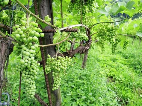 Green grapes on a vine - Stock Photo - Dissolve