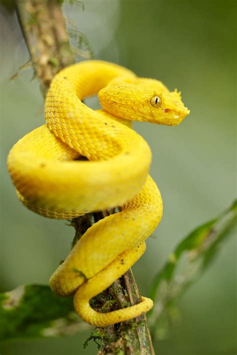 Yellow eyelash pit viper (Bothriechis schlegelii) | Found du… | Flickr