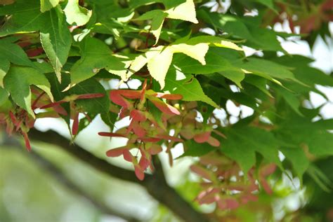 Acer palmatum 'Ôsakazuki' | Acer palmatum 'Ôsakazuki' - Van den Berk Nurseries