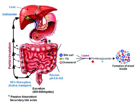 The gastrointestinal system and the role of bile salts in nutrient ...