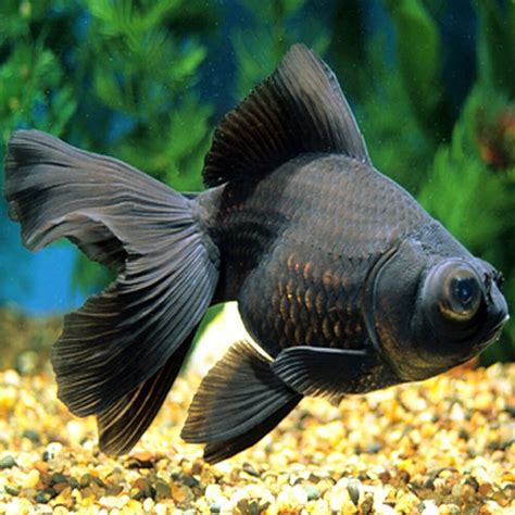 Goldfish - Black Moor XLarge 7-9cm - Aquarium Central